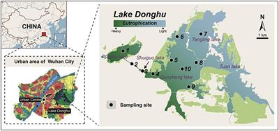 Coordination and divergence in community assembly processes across co-occurring microbial groups separated by cell size